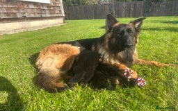 German Shepherd dogs for sale: Litter of German shepherd puppies for sale - Image 11
