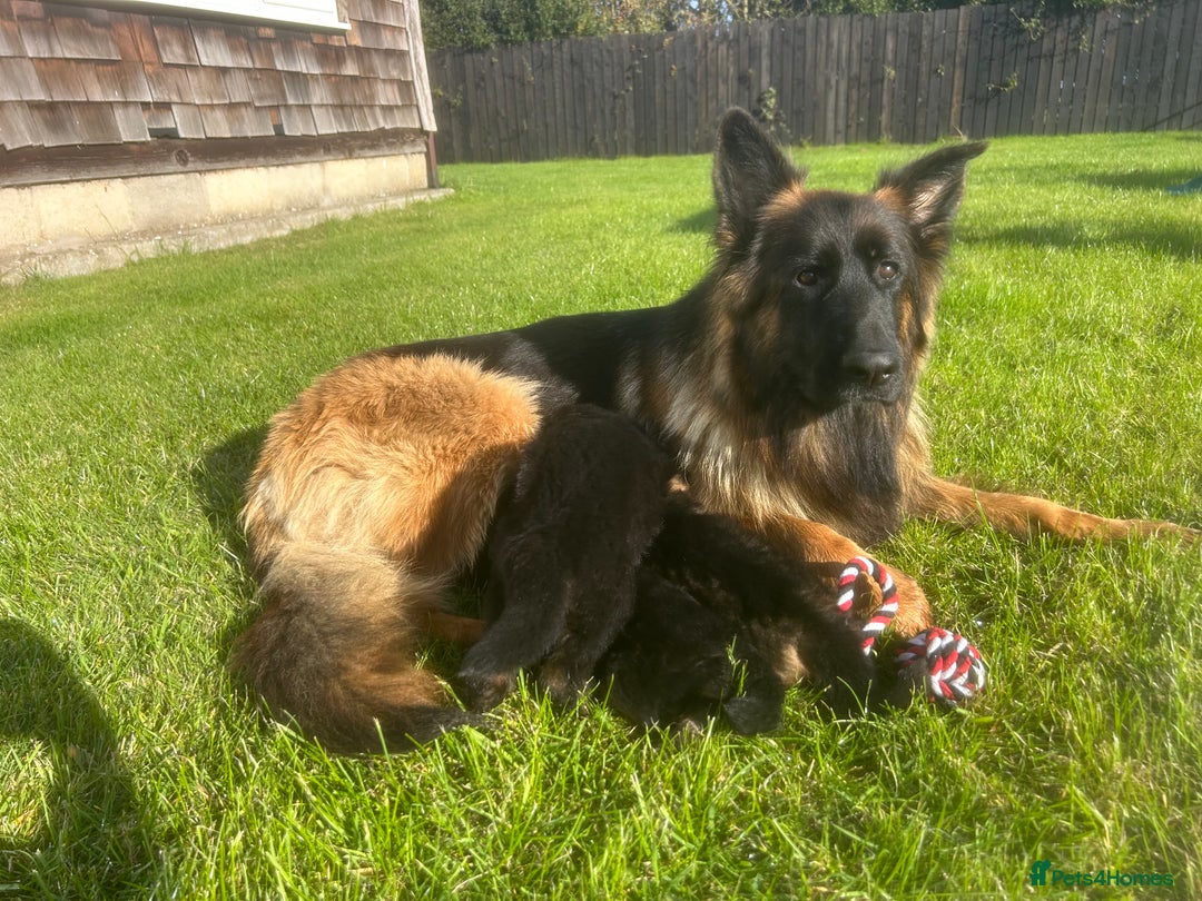 German Shepherd dogs for sale: Litter of German shepherd puppies for sale - Image 11