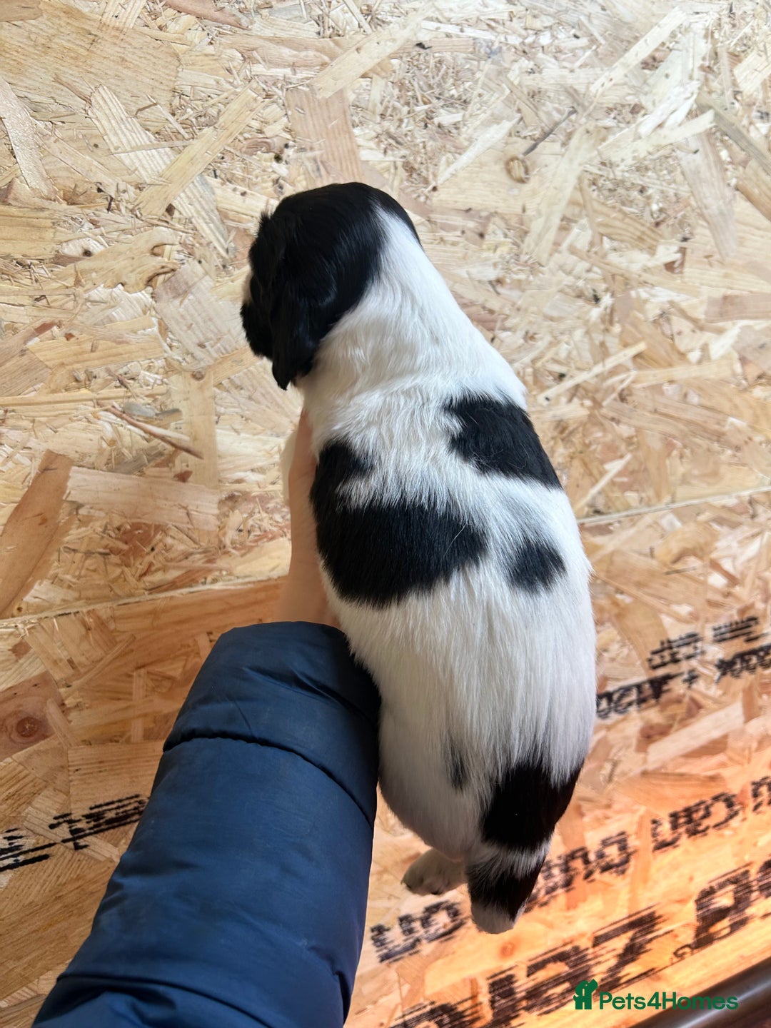 English Springer Spaniel dogs for sale: Working Springer Spaniel Puppies  - Advert 7