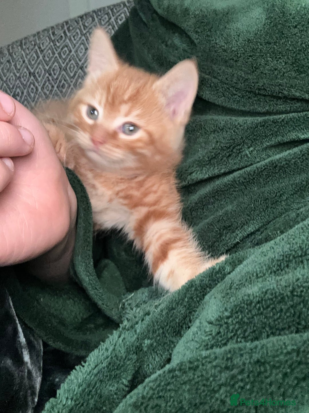 Scottish Fold cats for sale: Ginger Scottish fold/straights - Advert 17