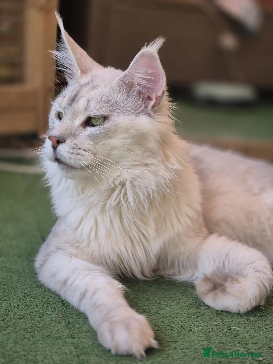 Maine Coon cats for stud: Milo Shaded stud ns11 - Advert 2