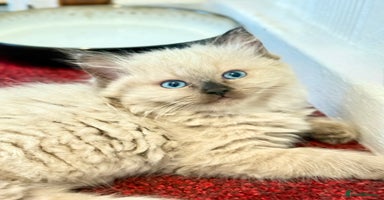 Ragdoll cats - Advert 16