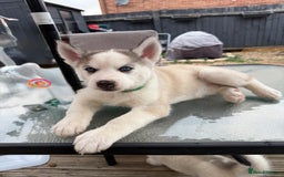 Siberian Husky dogs for sale: Siberian husky - Image 5