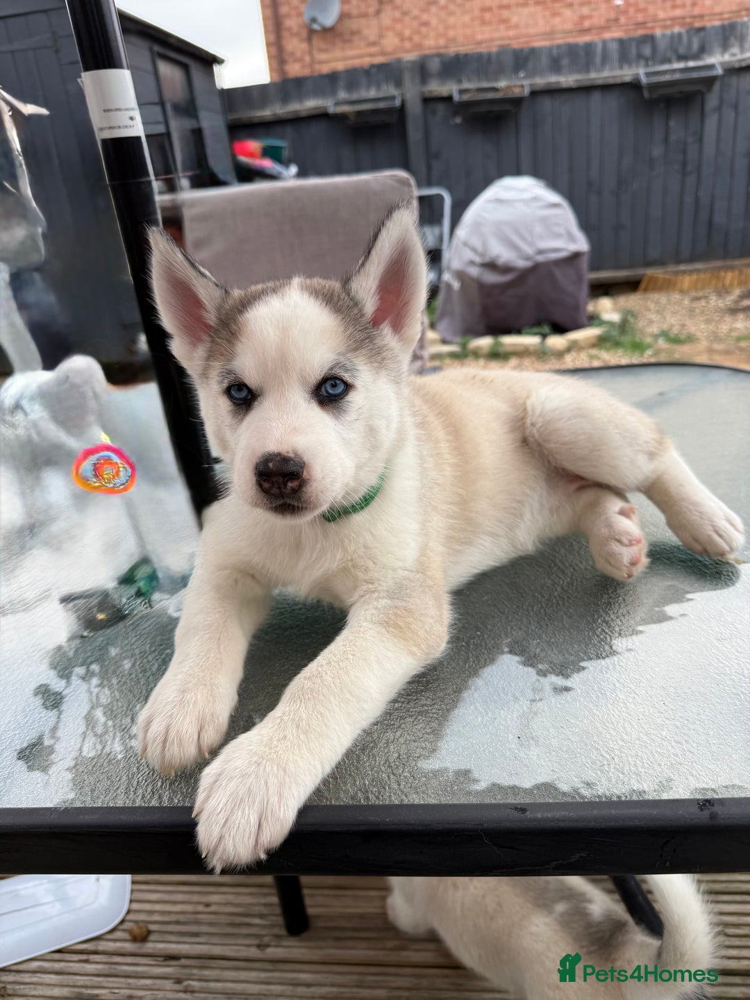Siberian Husky dogs for sale: Siberian husky - Image 5