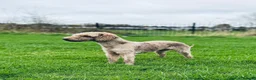 Bedlington Terrier dogs for sale: KC Registered Bedlington Terrier Pups in Stoke-on-Trent - Advert 2