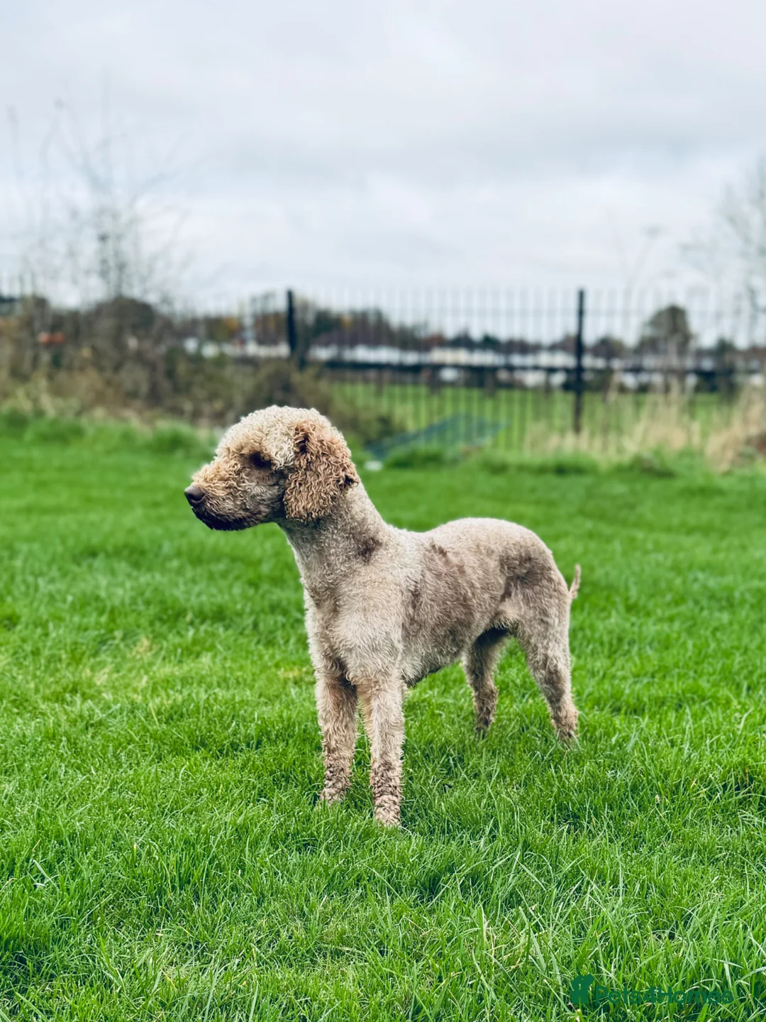 Bedlington Terrier dogs for sale: KC Registered Bedlington Terrier Pups in Stoke-on-Trent - Advert 2