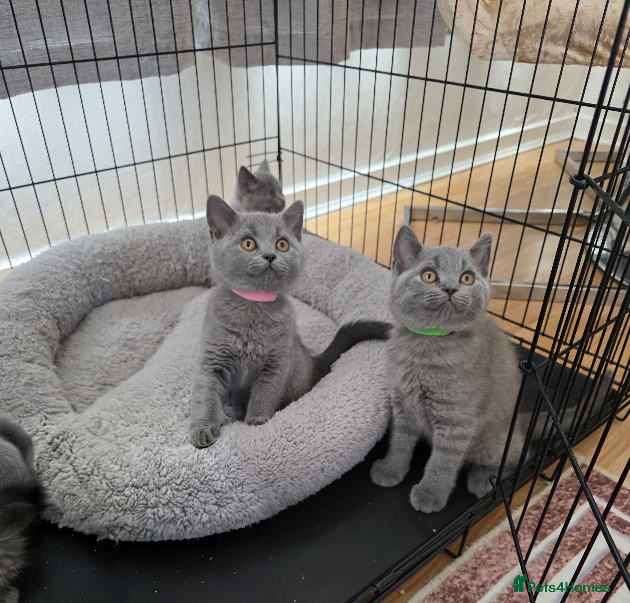 British Shorthair cats British Shorthair Kittens  - Advert 11