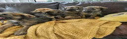 Mixed Breed dogs for sale: Bedlington x whippet pups in Durham - Advert 4