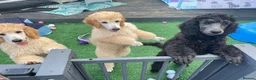 Standard Poodle dogs for sale: Baby blue  - Advert 4