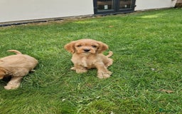 Cavapoochon dogs for sale: Light fox red Cavapoochon puppies - Image 10