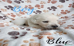 Golden Retriever dogs for sale: 1 LEFT *Ready to Go* Golden Retriever puppies 🐾 - Image 21
