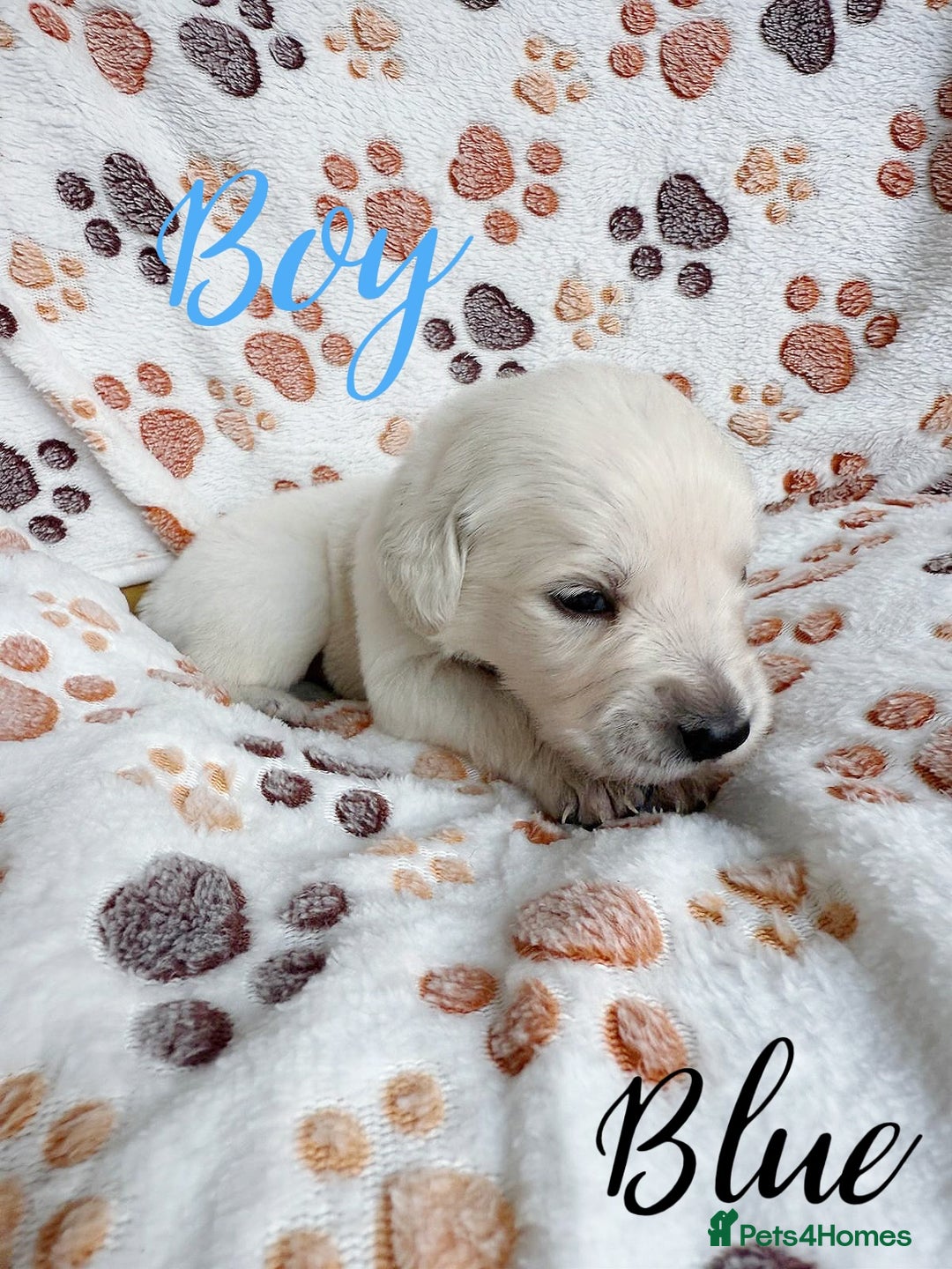 Golden Retriever dogs for sale: 1 LEFT *Ready to Go* Golden Retriever puppies 🐾 - Image 21