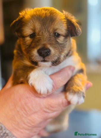 Shetland Sheepdog dogs Pretty sable Shetland sheepdog girl puppy - Advert 3