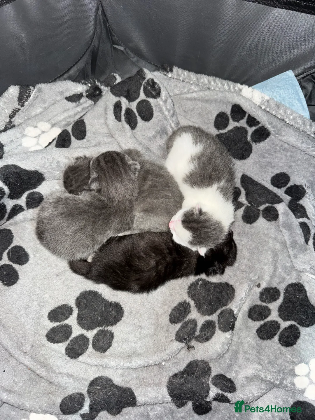 Domestic Shorthair cats for sale: Kittens - Advert 2