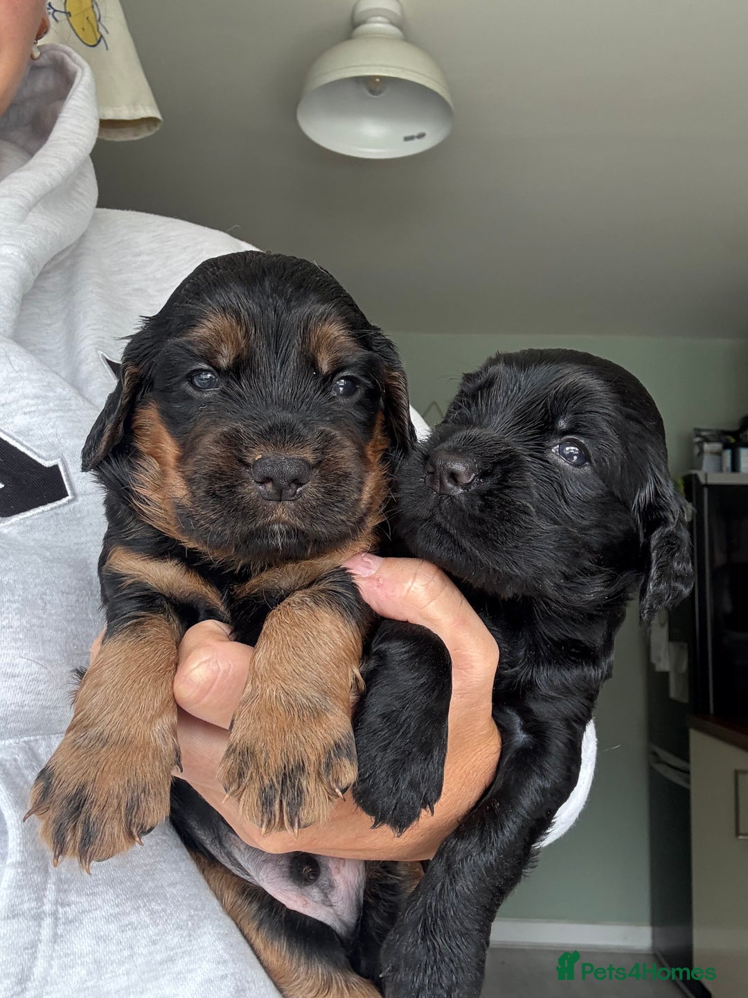 Sprocker dogs for sale: Last gorgeous Sprocker boy remaining  - Image 10