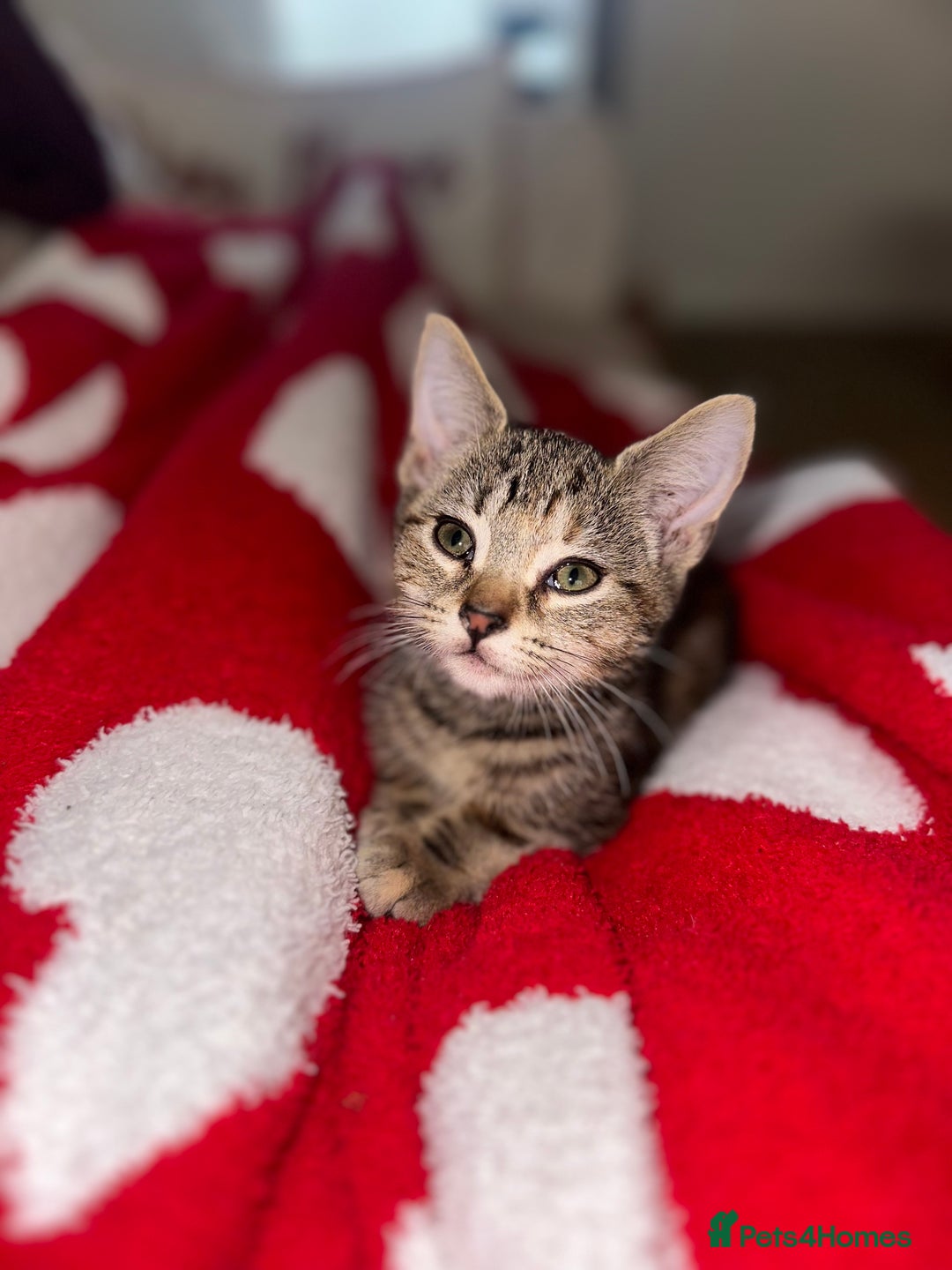 Mixed Breed cats for sale: Pretty little girls  - Image 36