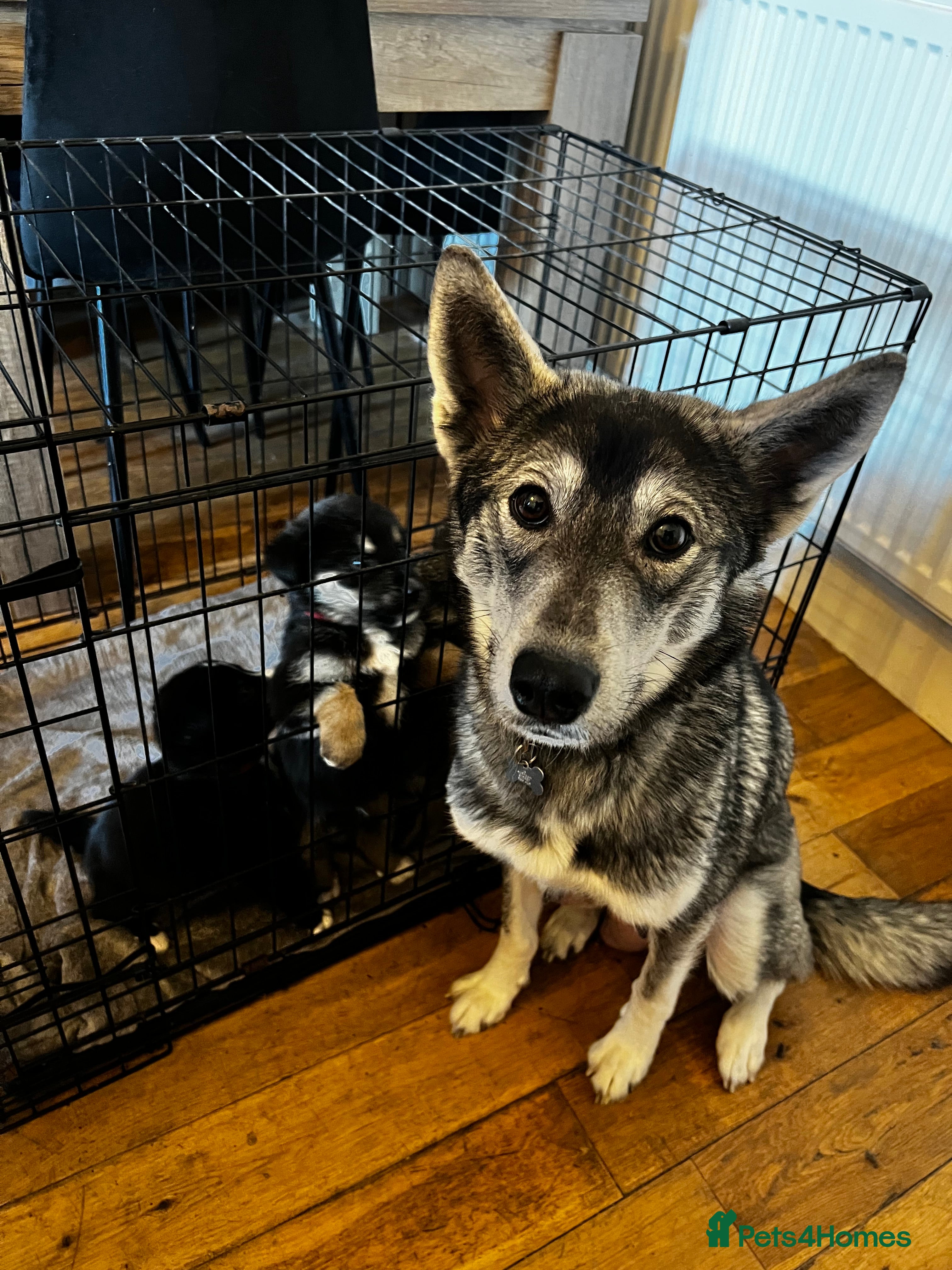 Mixed Breed dogs Bernese X Huskydor Pups - Advert 3