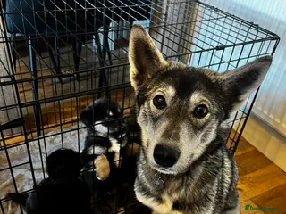 Mixed Breed dogs Bernese X Huskydor Pups - Advert 3