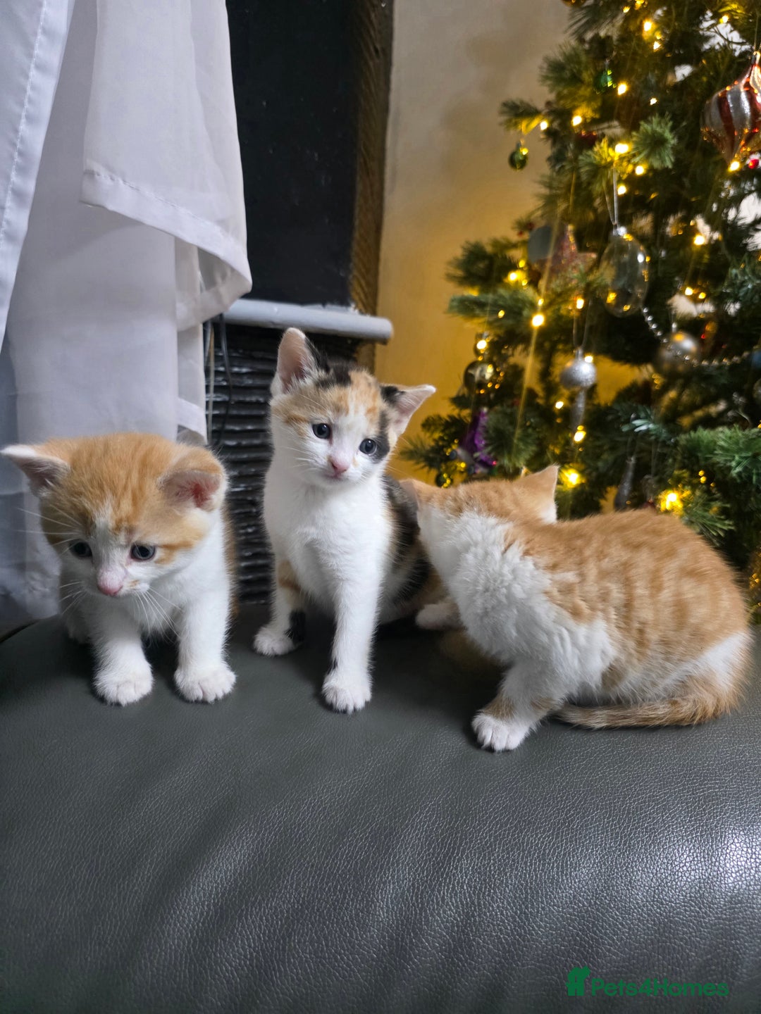 Mixed Breed cats for sale: Beautifull Kittens ready to go  - Advert 23