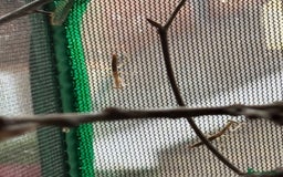 Praying Mantis invertebrates for sale: Praying Mantises for sale - Image 3