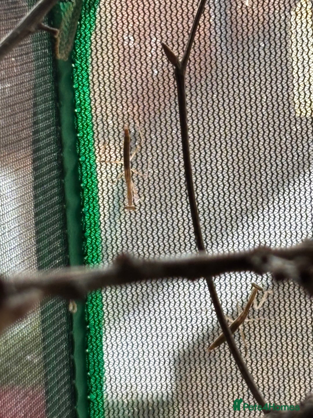 Praying Mantis invertebrates for sale: Praying Mantises for sale - Image 3