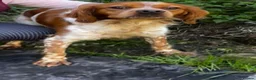 Brittany Spaniel dogs for adoption: Yair   in Worthing - Advert 5