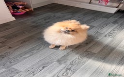 Pomeranian dogs for sale: Pomeranian male  - Image 1