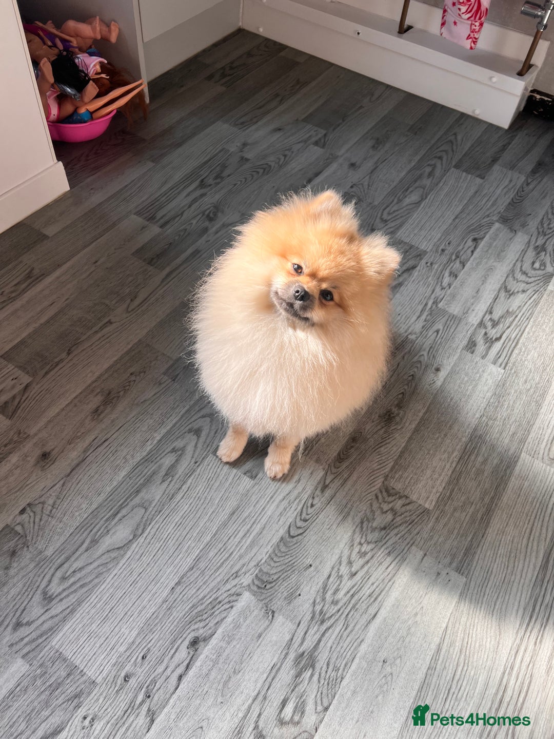 Pomeranian dogs for sale: Pomeranian male  - Image 1