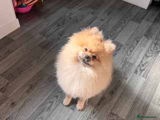 Pomeranian dogs for sale - Advert 1