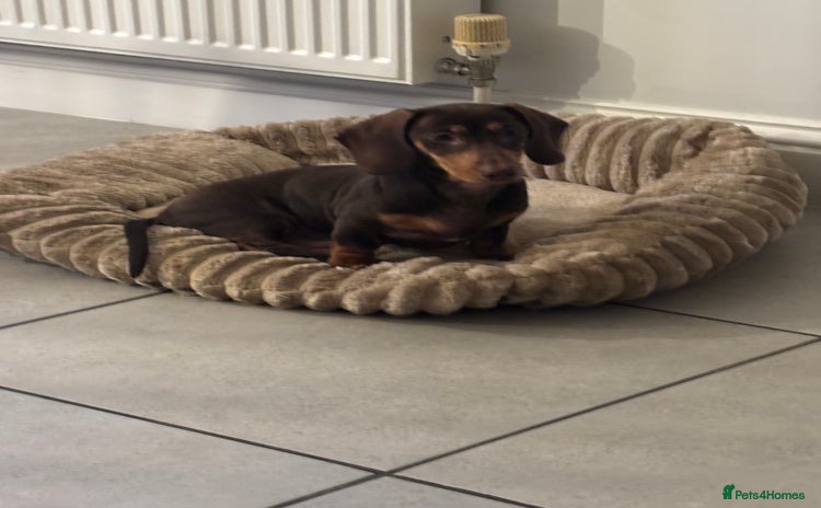 Miniature Dachshund dogs - Advert 2