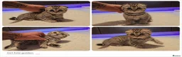 Scottish Fold cats for sale: Scotish Fold Kittens - Advert 10