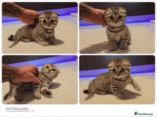 Scottish Fold cats Scotish Fold Kittens - Advert 4