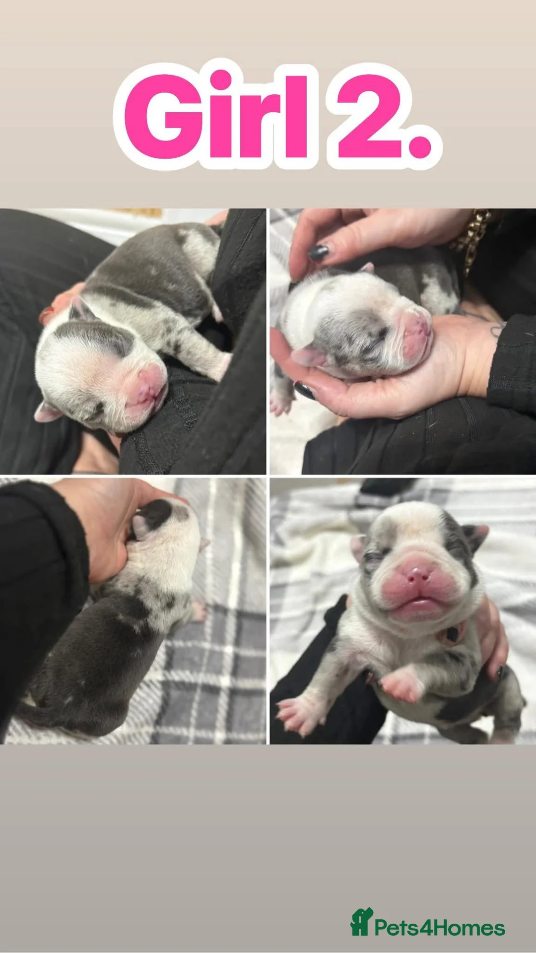 American Bully dogs for sale: Pocket bully’s  in Cradley Heath - Advert 15