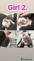 American Bully Puppy 5