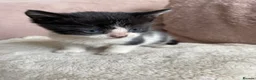 Mixed Breed cats for sale: 4 black and white kittens for sale  in Hebden Bridge - Advert 6