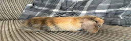 Mini Lop rabbits for sale: Mini lop babies - Advert 4