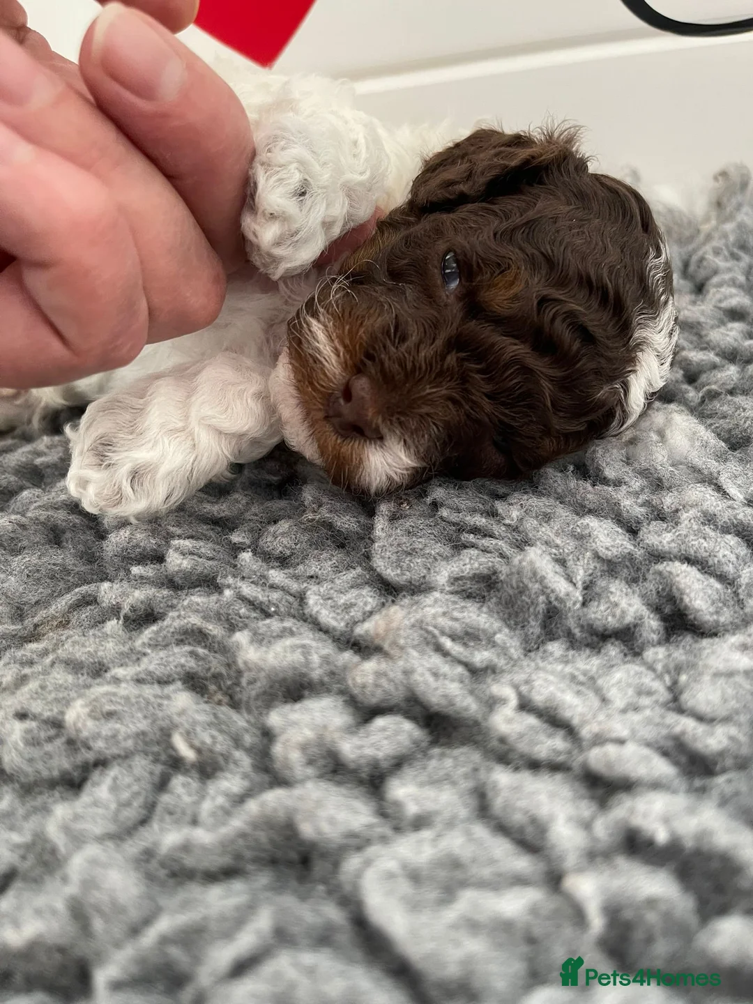 Cavapoo dogs for stud: Premium Cavapoo Chocolate Phantom Parti Stud  in Rickmansworth - Advert 3