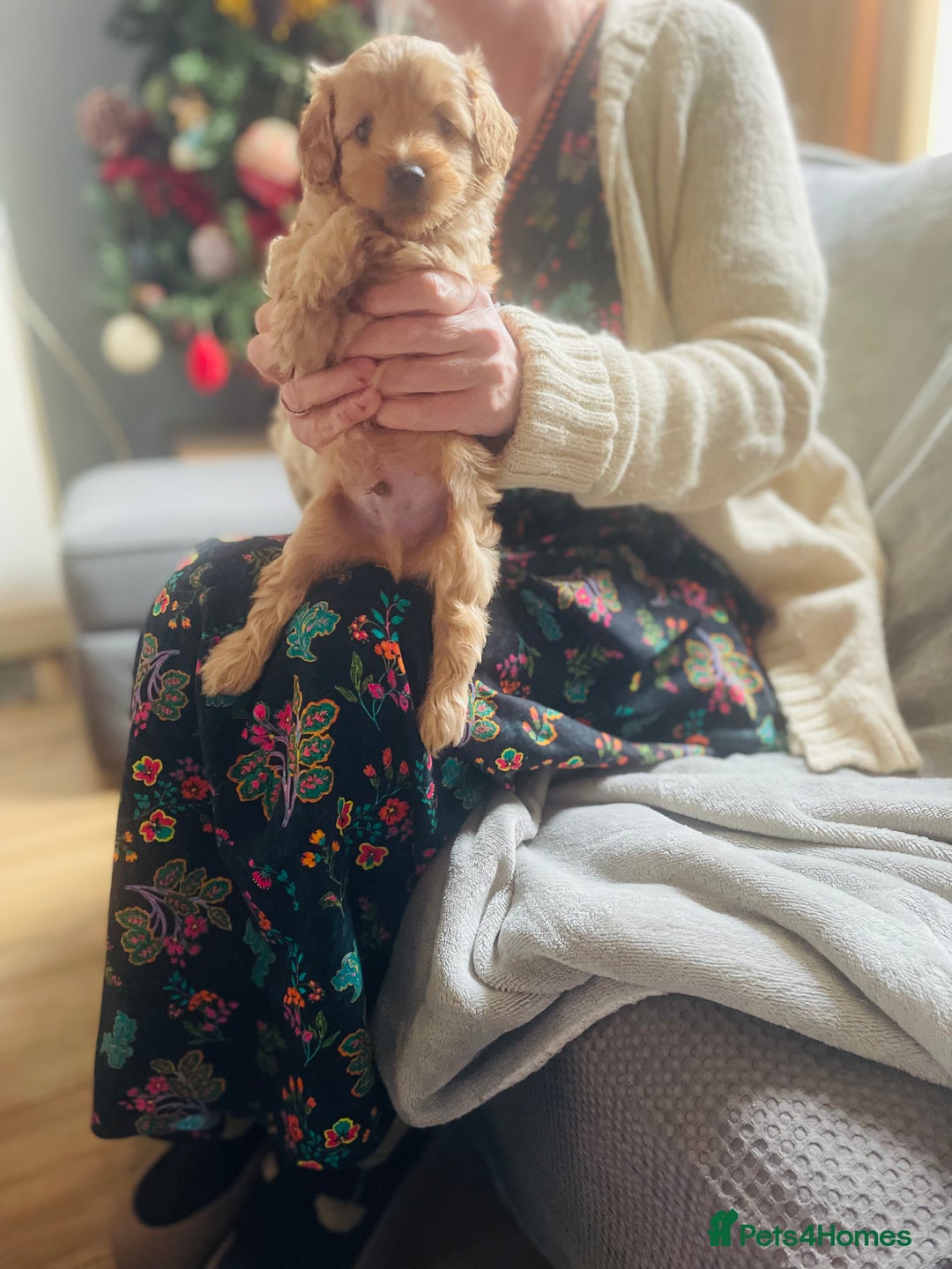 Cavapoo dogs for sale: F2 toy Cavapoo - Advert 12