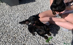 Dachshund dogs for sale: Two beautiful sisters miniature dachshunds  - Image 8