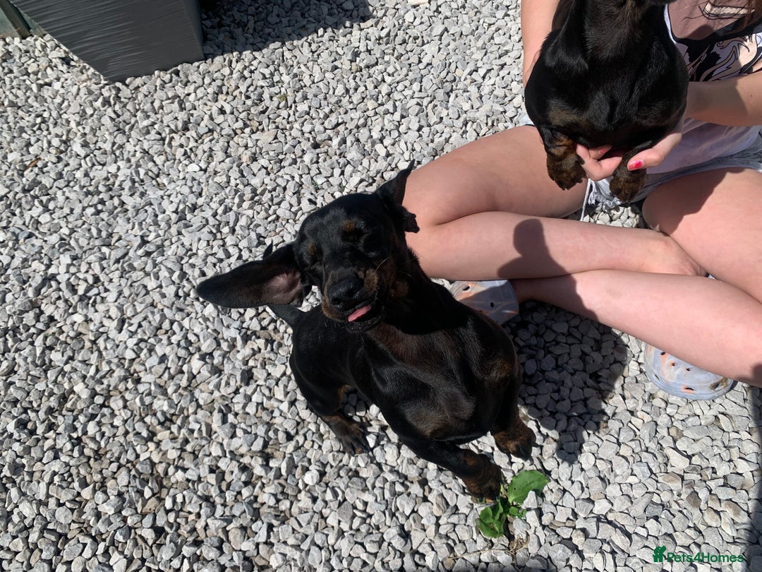 Dachshund dogs for sale: Two beautiful sisters miniature dachshunds  - Image 8