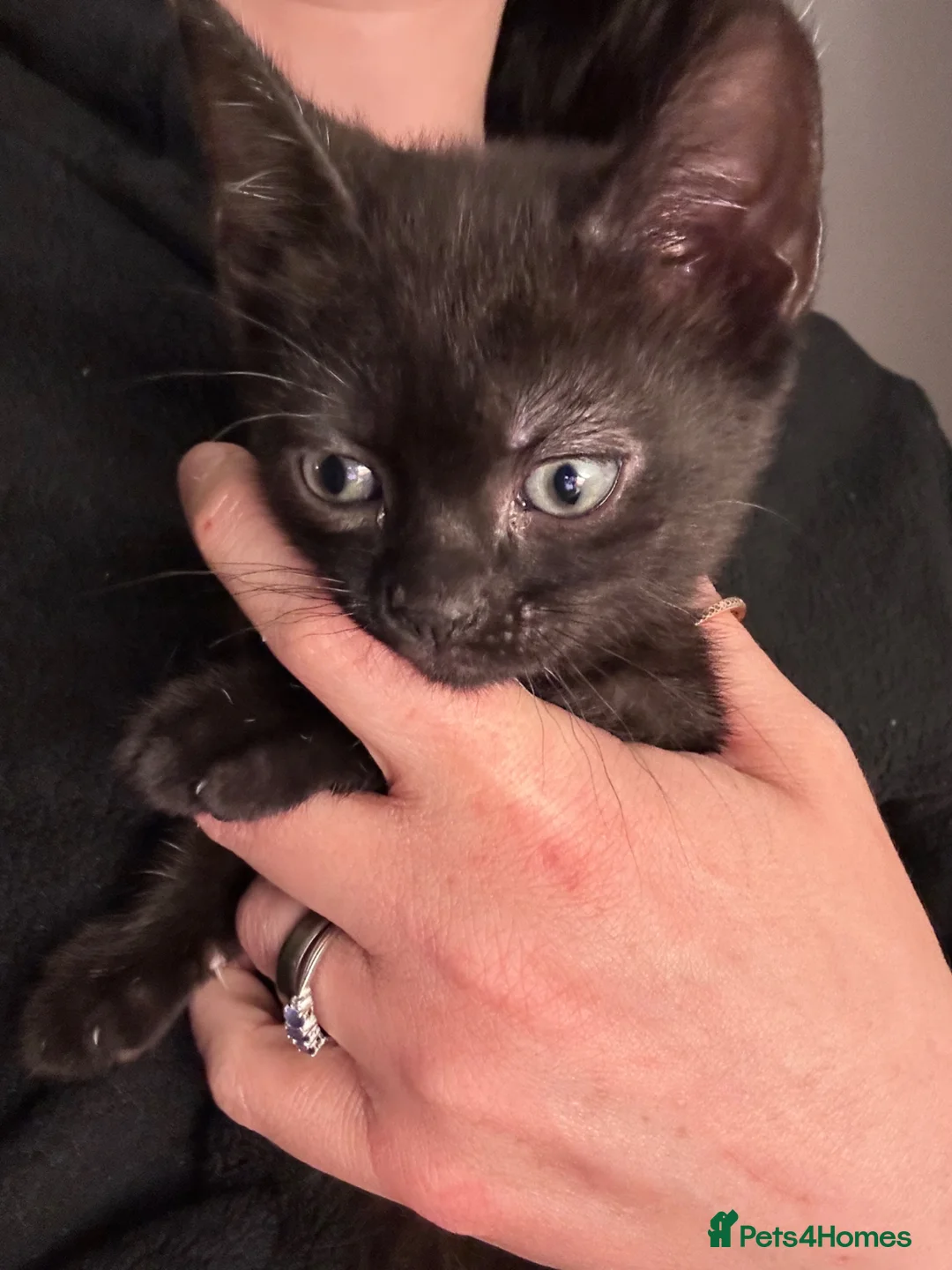 British Shorthair cats for sale: One male one female kittens  - Advert 2