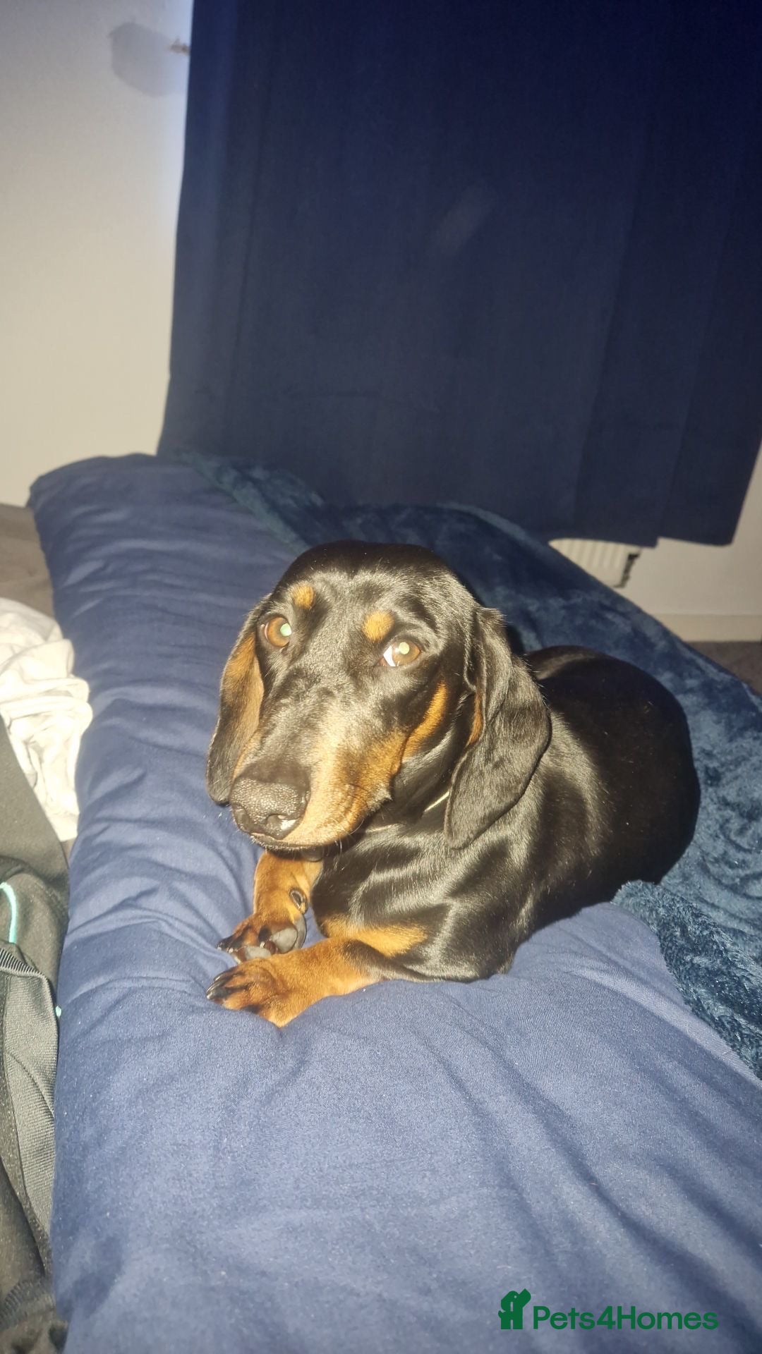 Miniature Dachshund dogs For stud  - Advert 1