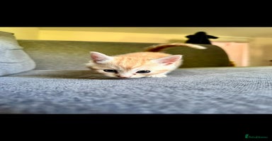 British Shorthair cats - Advert 2