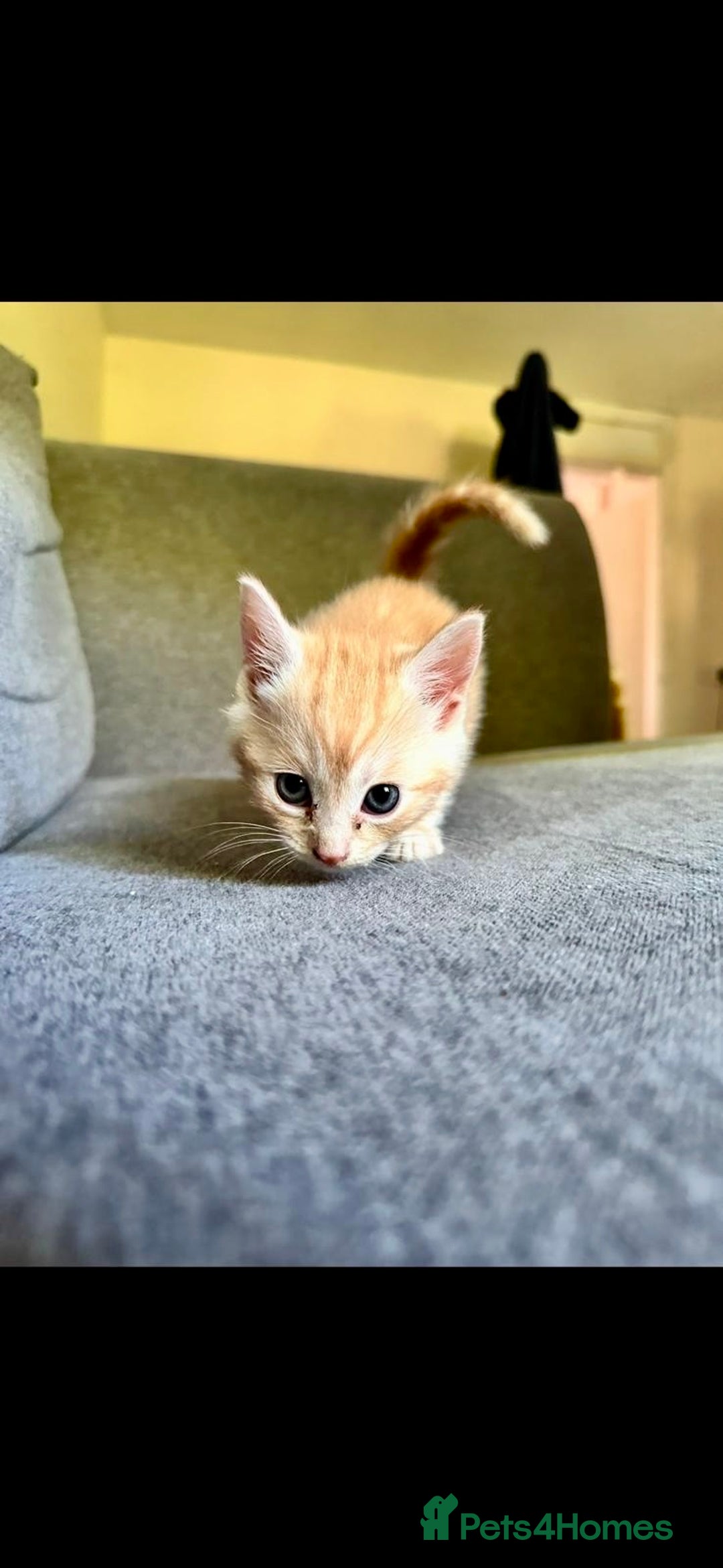 British Shorthair cats for sale: 7 Gorgeous ginger BSHxASH kittens to be rehomed - Image 3