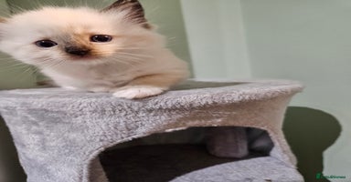 Ragdoll cats - Advert 11