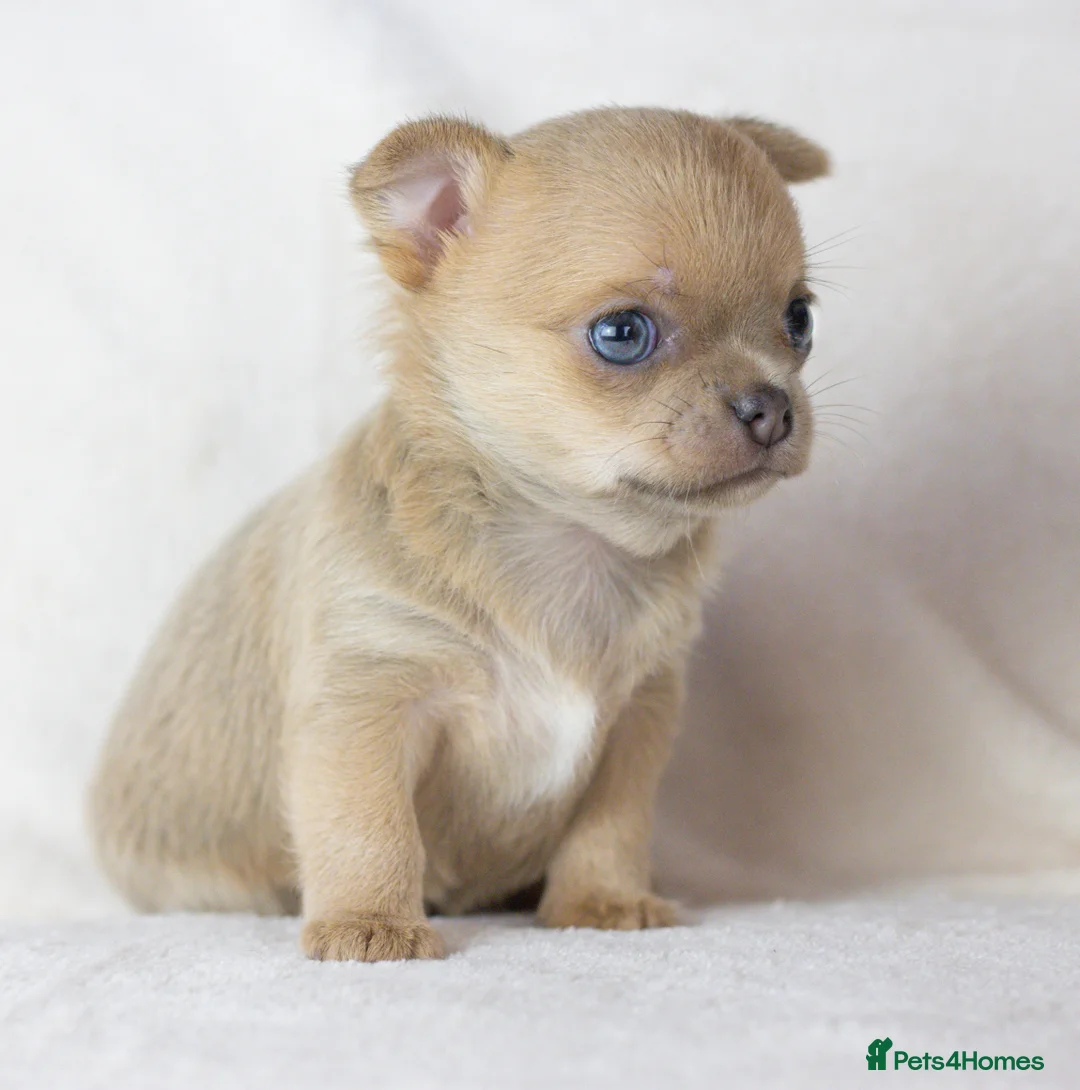 Chihuahua dogs for sale: Short- haired Chihuahua girls - Advert 9
