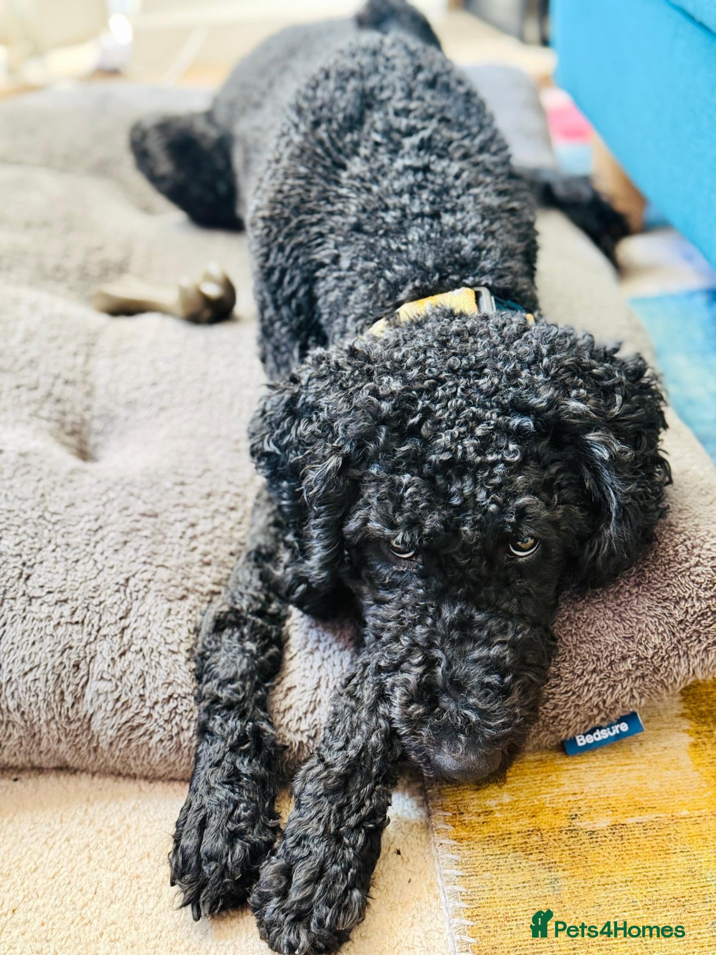 Poodle dogs Happy and loving standard poodle girl - Advert 7