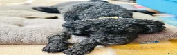 Poodle dogs for sale: Happy and loving standard poodle girl - Advert 1