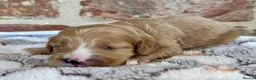 Cavapoo dogs for sale: F1 cavapoos  - Advert 19