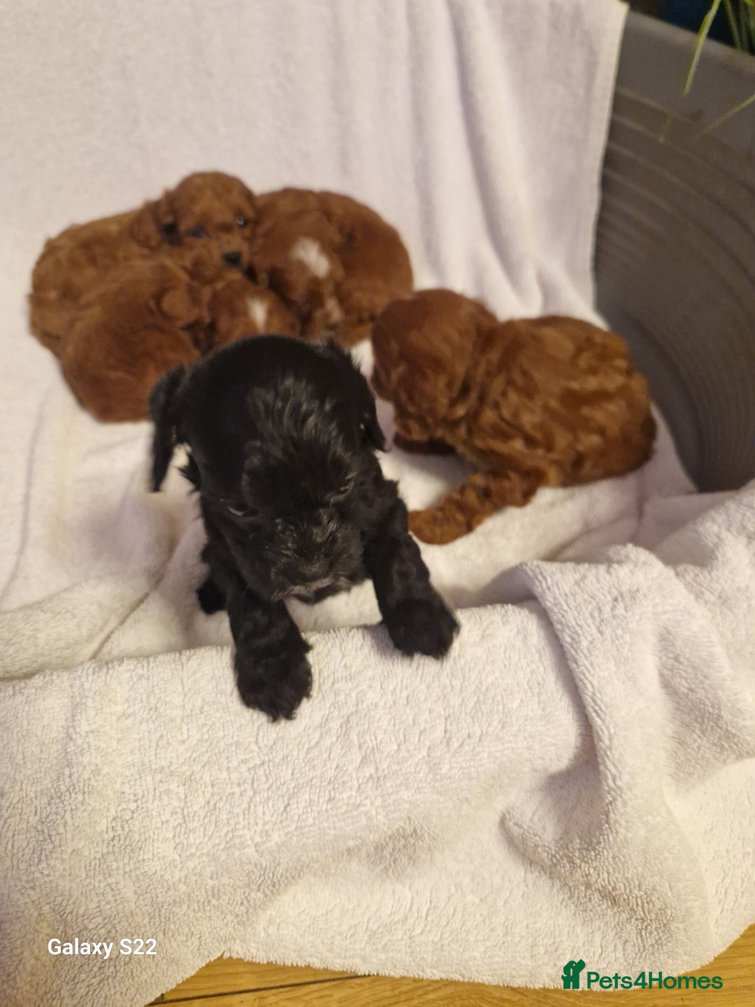 Cavapoo dogs for sale: Fox Red Cavapoo F1 Puppies  - Image 18
